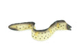 Moray Eel, Hand Painted, Museum Quality, Educational, Rubber Fish, Saltwater Eel, Realistic, Diorama, Toy, Kids, Gift, 9 Inches. CH791 BB186