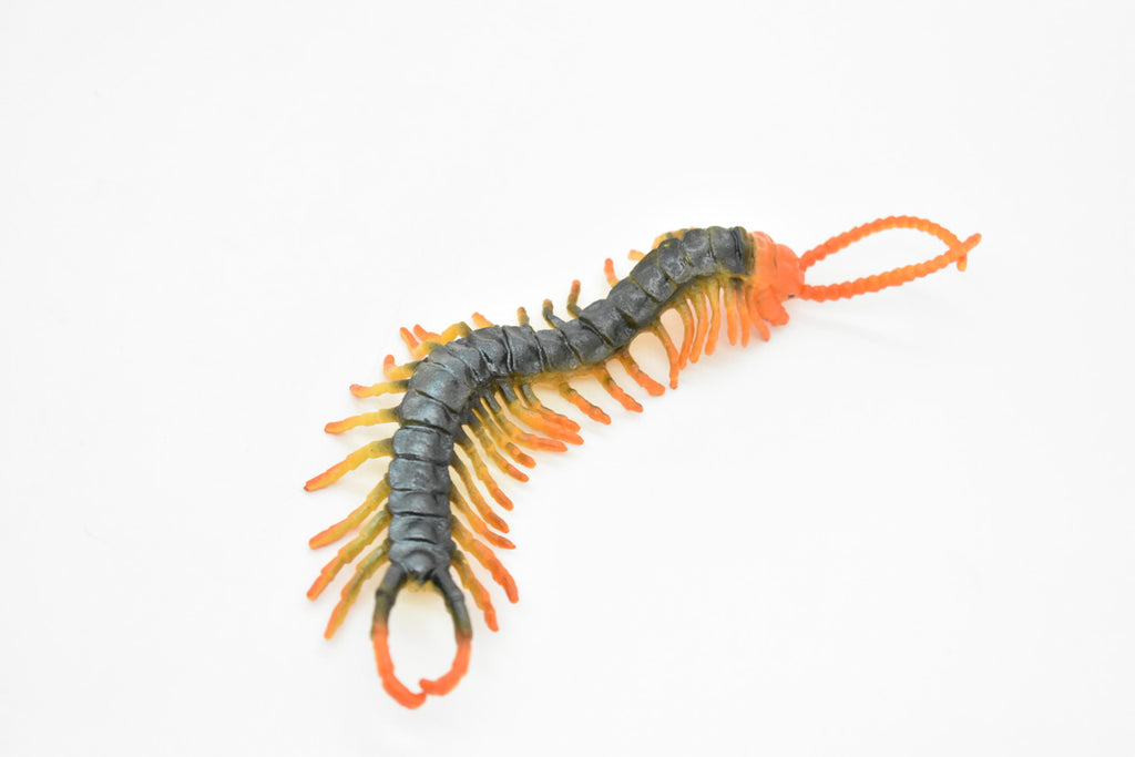 Centipede, Arthropods, Chilopoda, Museum Quality, Rubber Insect, Hand Painted, Realistic Toy Figure, Diorama Model, Kids, Educational,  7 Inches. 