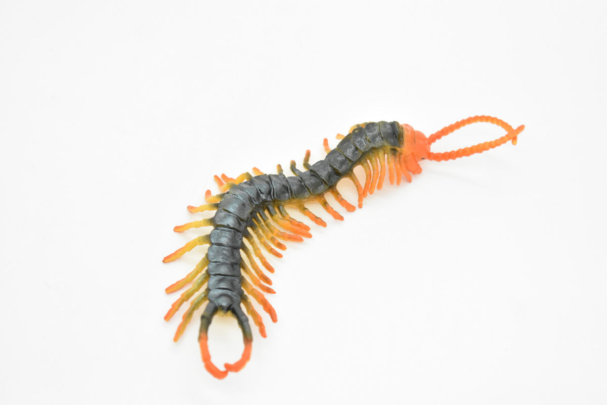 Centipede, Arthropods, Chilopoda, Museum Quality, Rubber Insect, Hand Painted, Realistic Toy Figure, Diorama Model, Kids, Educational,  7 Inches. 