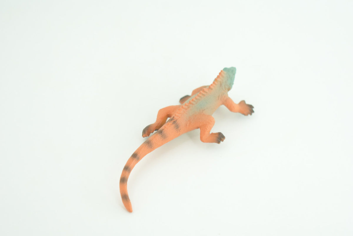 Iguana, Marine iguana, Lizard, Museum Quality, Hand Painted, Hard Rubber Reptile, Educational, Toy Figure, Diorama Model, Replica, Kids, Gift,   4 Inches.      CH1056 BB218