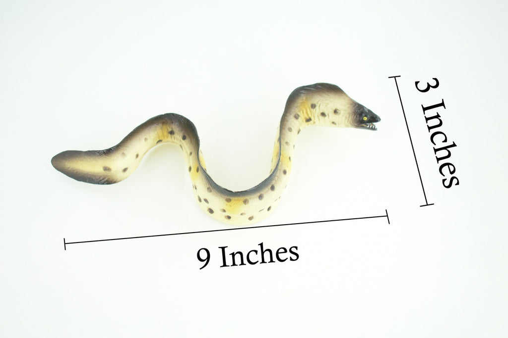 Moray Eel, Hand Painted, Museum Quality, Educational, Rubber Fish, Saltwater Eel, Realistic, Diorama, Toy, Kids, Gift, 9 Inches. CH791 BB186