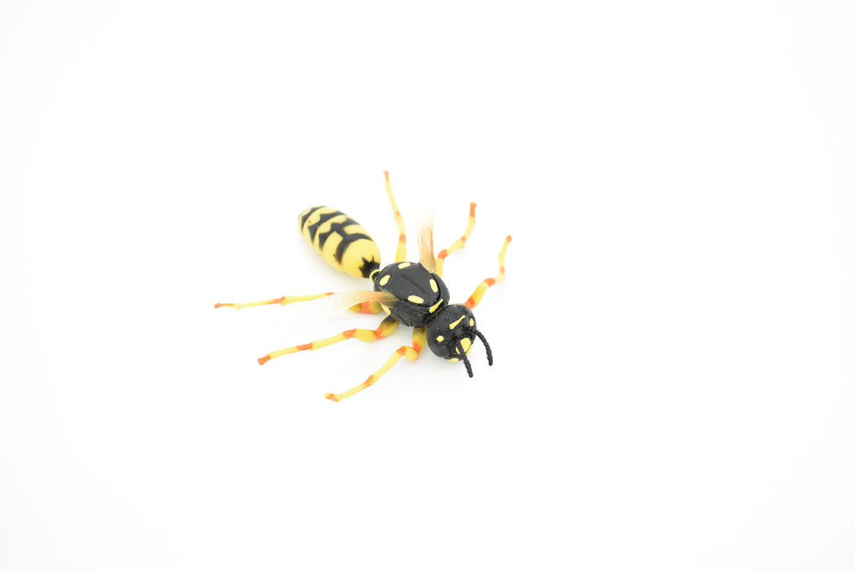 Hornet, Killer, Wasp, Insect, Museum Quality, Rubber Insect, Hand Painted, Realistic Toy Figure, Diorama Model, Kids, Educational, 3 1/2 Inches.