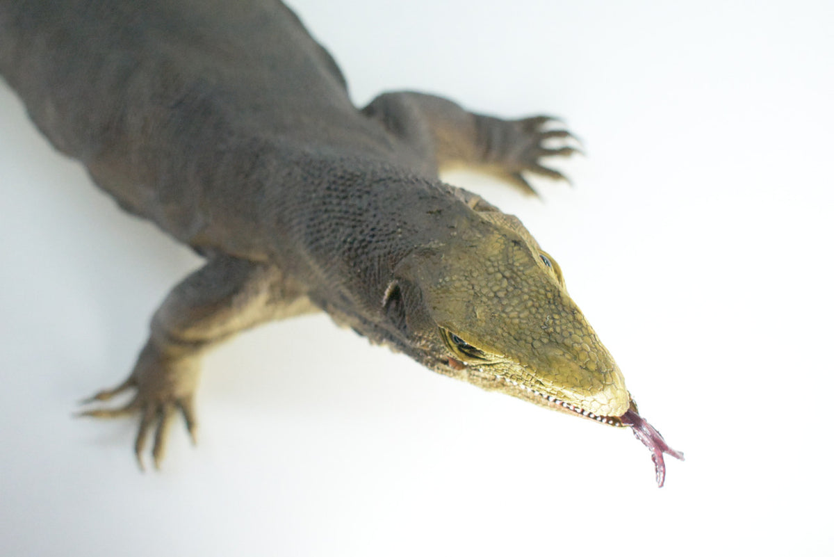 Monitor Lizard, Very Large, Hand Painted, Museum Quality, Hard Rubber Lizard, Realistic Reptile, Model, Replica, Educational,  40 Inches Long, 6 Inches Tall.