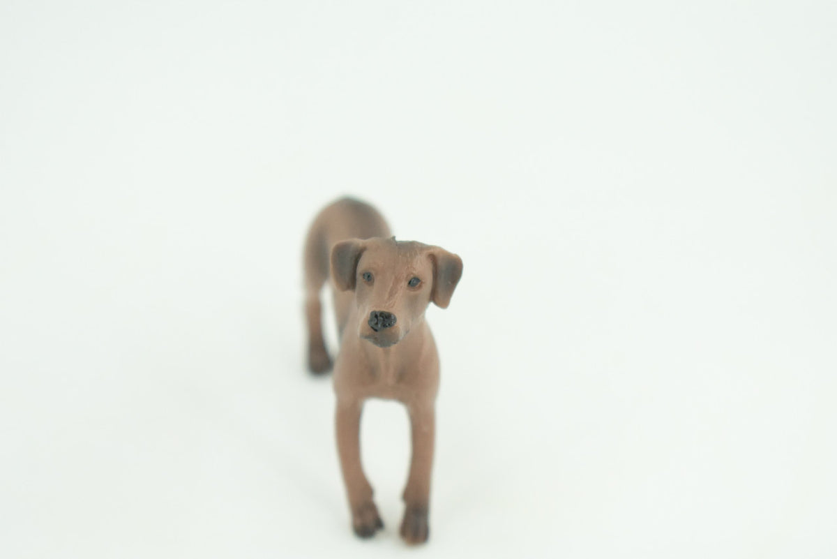 Rhodesian Ridgeback Dog, Rubber Canine, Hand Painted, Realistic Toy Figure, Model, Replica, Kids, Educational, Gift,  2 1/2 Inches. CH732 BB184