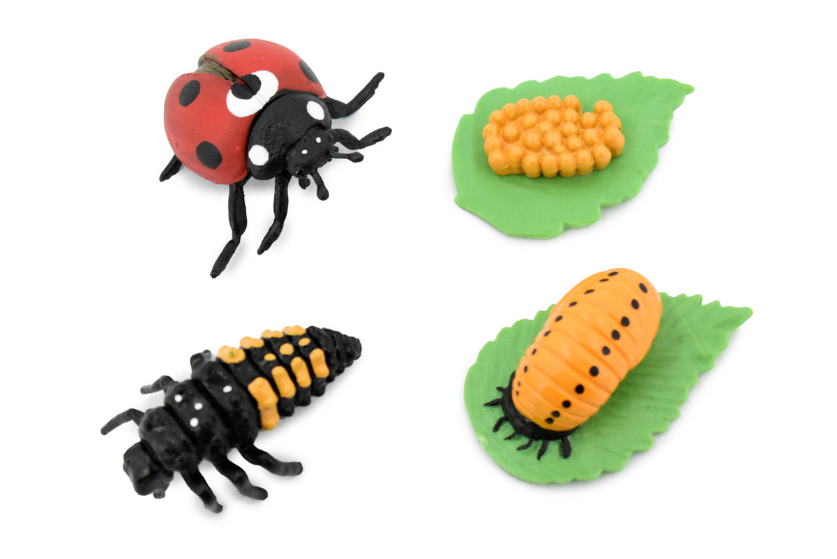 Ladybug, Life Cycle of a Lady Bug, 4 Stages, Museum Quality, Educational, Hand Painted, Rubber Insect, Diorama Model, Realistic, Kids, 2 Inches.