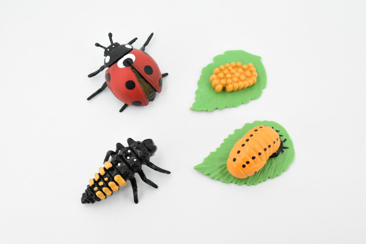 Ladybug, Life Cycle of a Lady Bug, 4 Stages, Museum Quality, Educational, Hand Painted, Rubber Insect, Diorama Model, Realistic, Kids, 2 Inches.