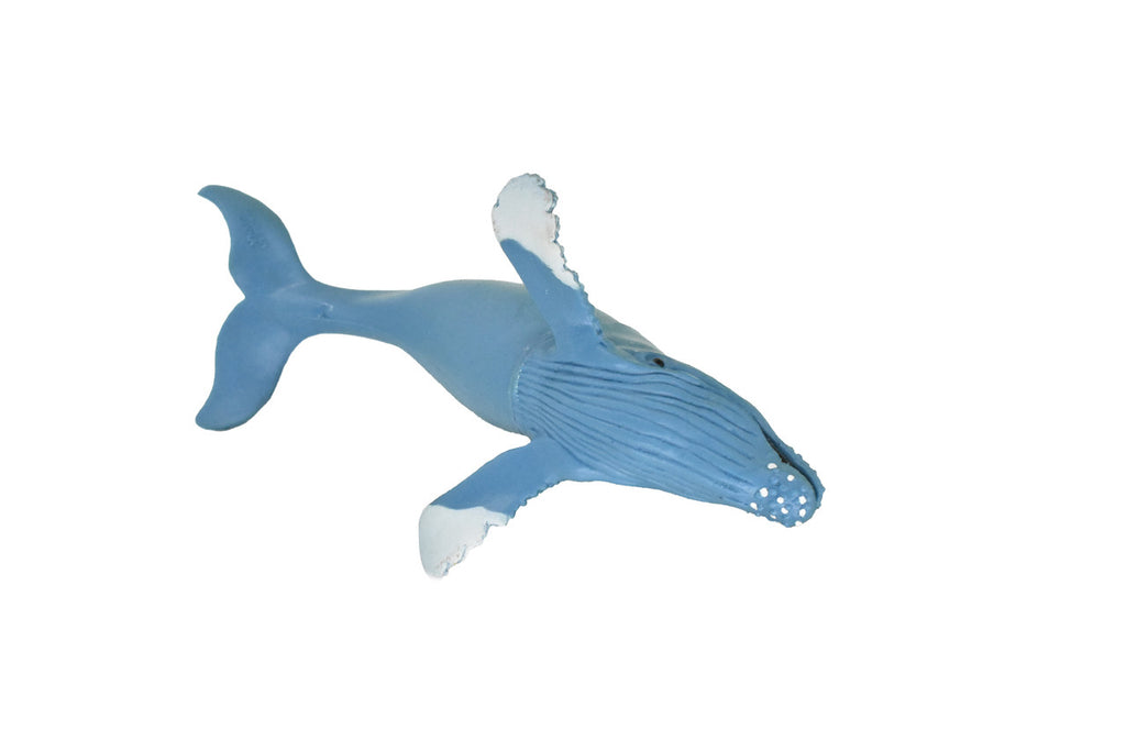 BOTTOM VIEW