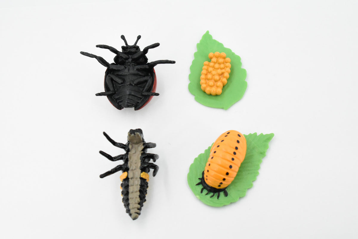 Ladybug, Life Cycle of a Lady Bug, 4 Stages, Museum Quality, Educational, Hand Painted, Rubber Insect, Diorama Model, Realistic, Kids, 2 Inches.