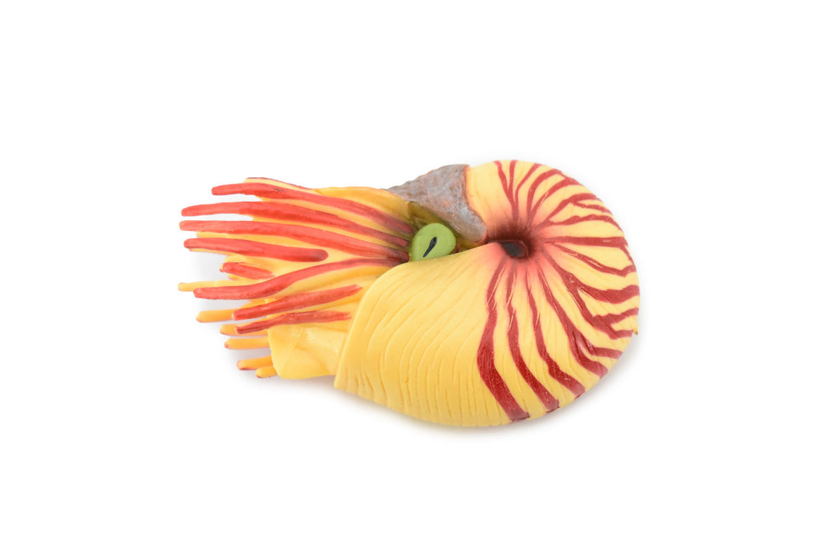 Nautilus, Pelagic Marine Mollusk, Museum Quality, Rubber, Hand Painted, Realistic Toy Figure, Model, Replica, Kids, Educational,  3 1/2 Inches.