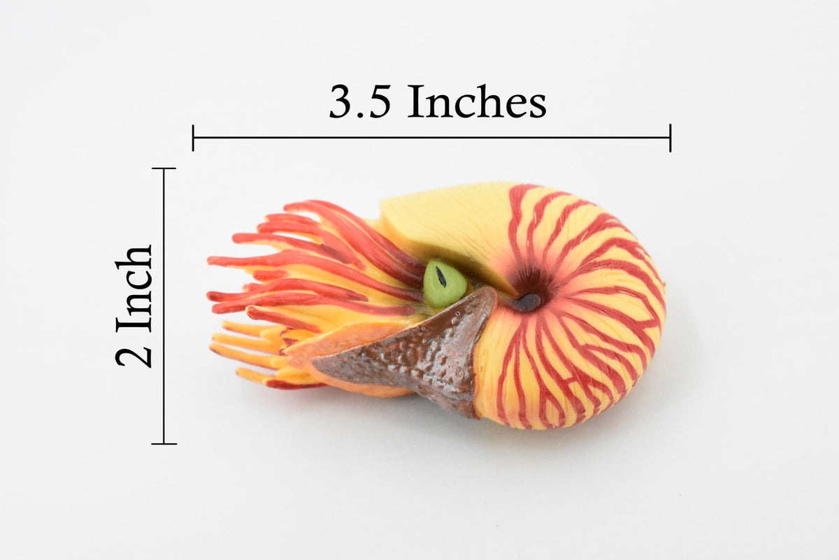 Nautilus, Pelagic Marine Mollusk, Museum Quality, Rubber, Hand Painted, Realistic Toy Figure, Model, Replica, Kids, Educational,  3 1/2 Inches.