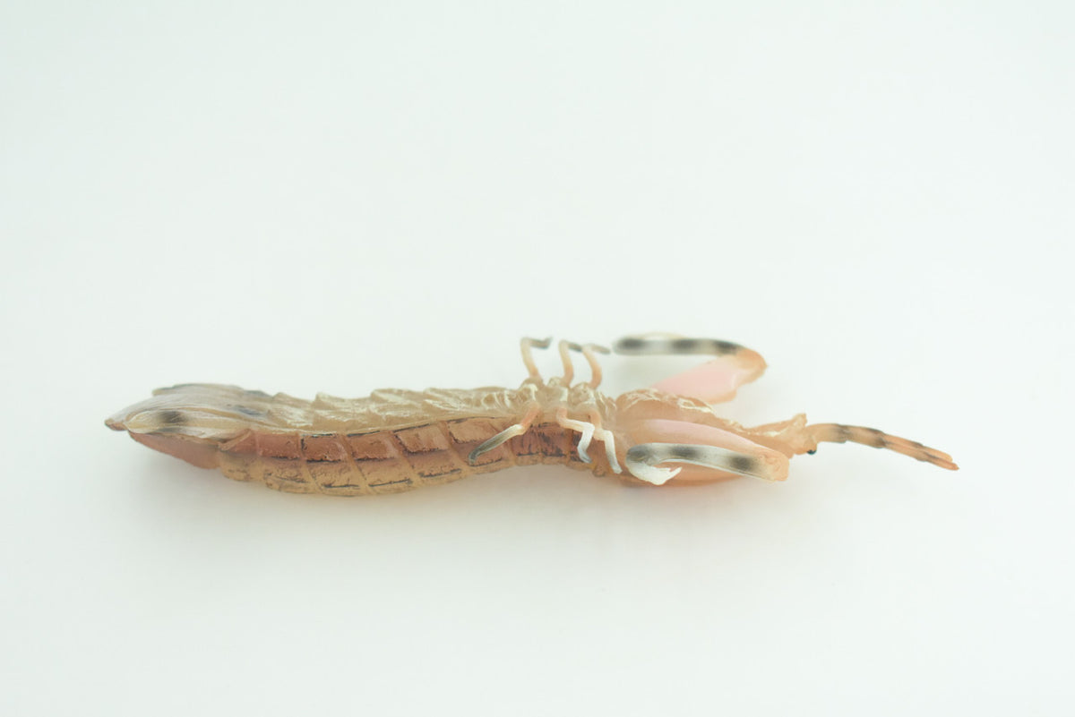 Mantis Shrimp, Marine Crustaceans, Museum Quality, Hand Painted, Rubber, Realistic Toy Figure, Diorama Model, Replica, Kids, Educational, Gift,    6 Inches.     CH1051 BB221