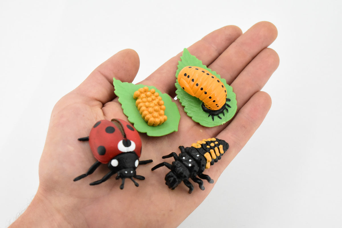 Ladybug, Life Cycle of a Lady Bug, 4 Stages, Museum Quality, Educational, Hand Painted, Rubber Insect, Diorama Model, Realistic, Kids, 2 Inches.