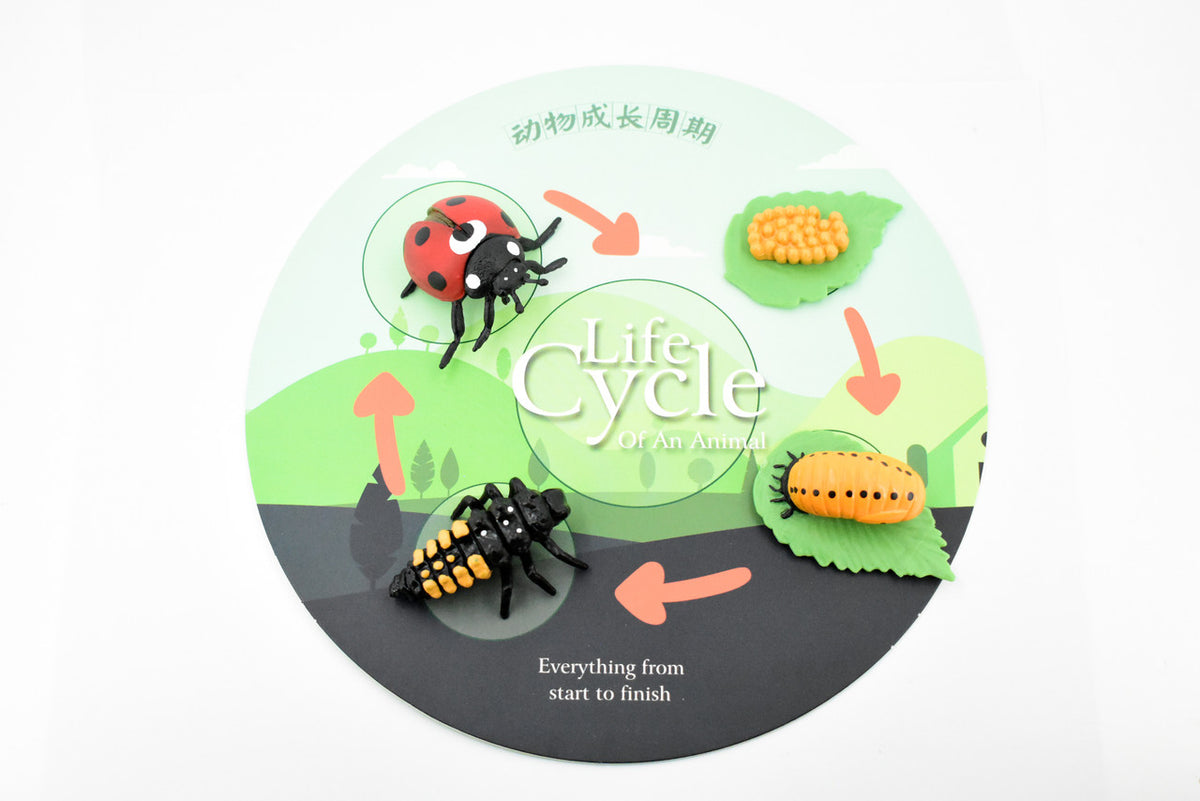 Ladybug, Life Cycle of a Lady Bug, 4 Stages, Museum Quality, Educational, Hand Painted, Rubber Insect, Diorama Model, Realistic, Kids, 2 Inches.