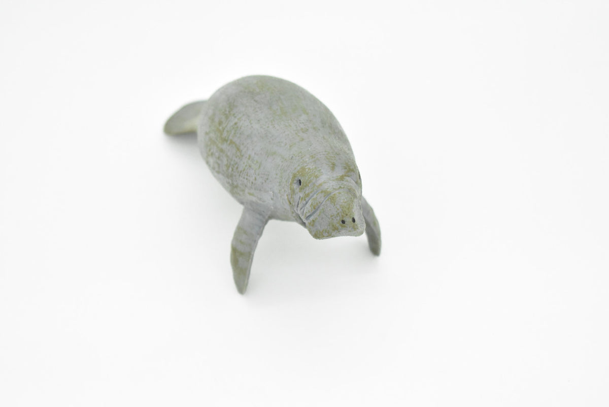 Manatee, Sea Cow, Dugongs, Marine Mammal, Museum Quality, Hand Painted, Educational, Rubber, Diorama Model, Realistic Toy Figure, Kids,  6 Inches.