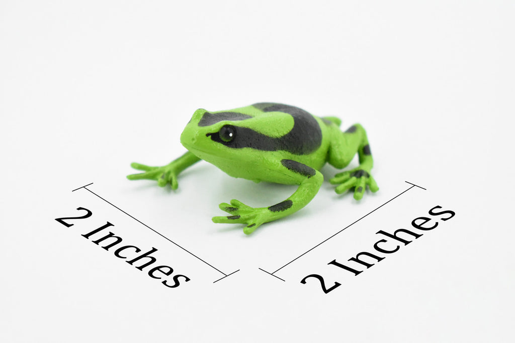 Poison Dart Frog, Green and Black, Hand Painted, Amphibian, Hard Rubber, Rainforest Frog, Model, Replica, Toy, Kids, Educational, Gift,      2"