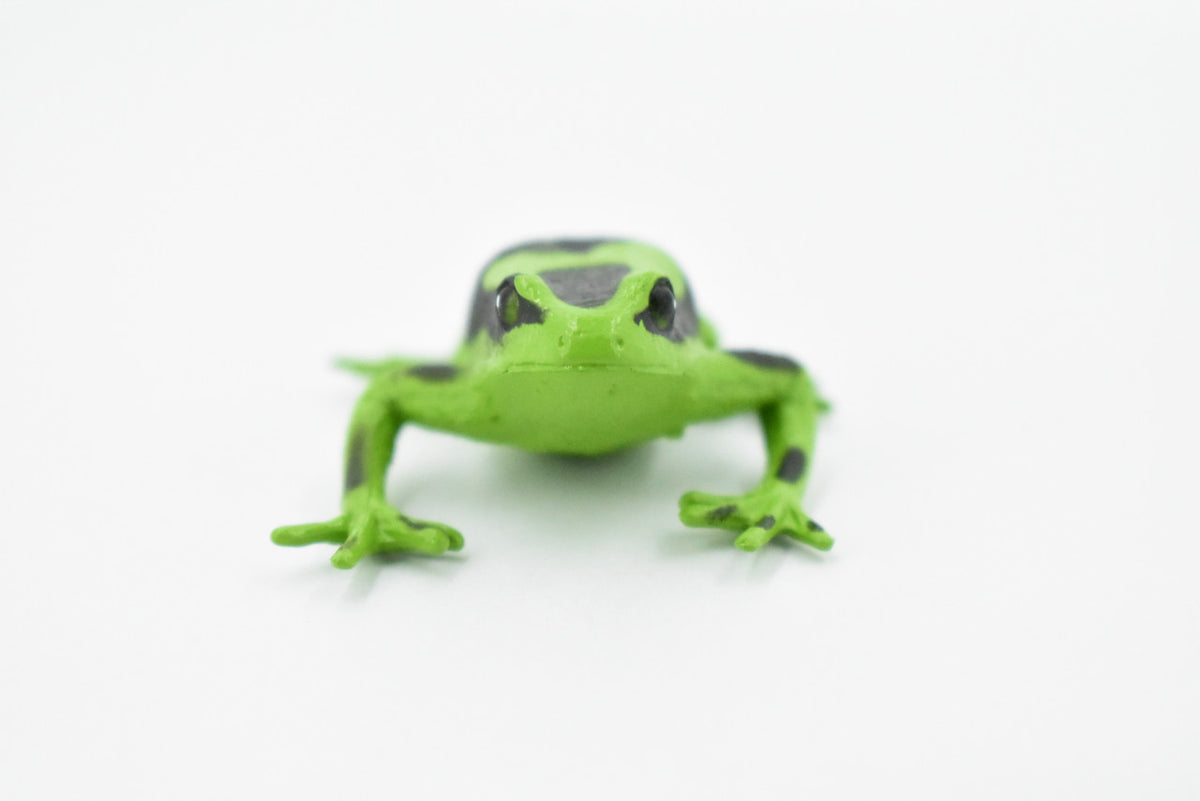 Poison Dart Frog, Green and Black, Hand Painted, Amphibian, Hard Rubber, Rainforest Frog, Model, Replica, Toy, Kids, Educational, Gift,      2"    F024 B37