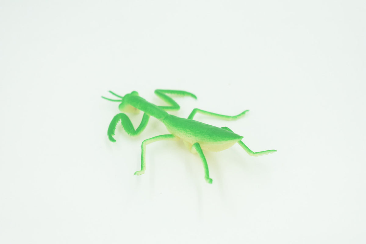 Praying Mantis, Very Nice Rubber Insect, Educational, Realistic Hand Painted, Figure, Lifelike Model, Figurine, Replica, Gift,     3"   US21 B44