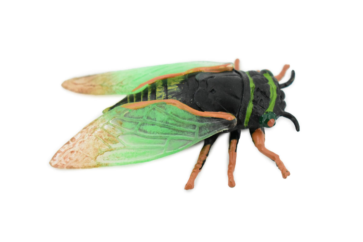 Cicada, Cicadoidea, Harvest fly, Museum Quality, Rubber Insect, Hand Painted, Realistic Toy Figure, Diorama Model, Kids, Educational, 2 1/2 Inches. 