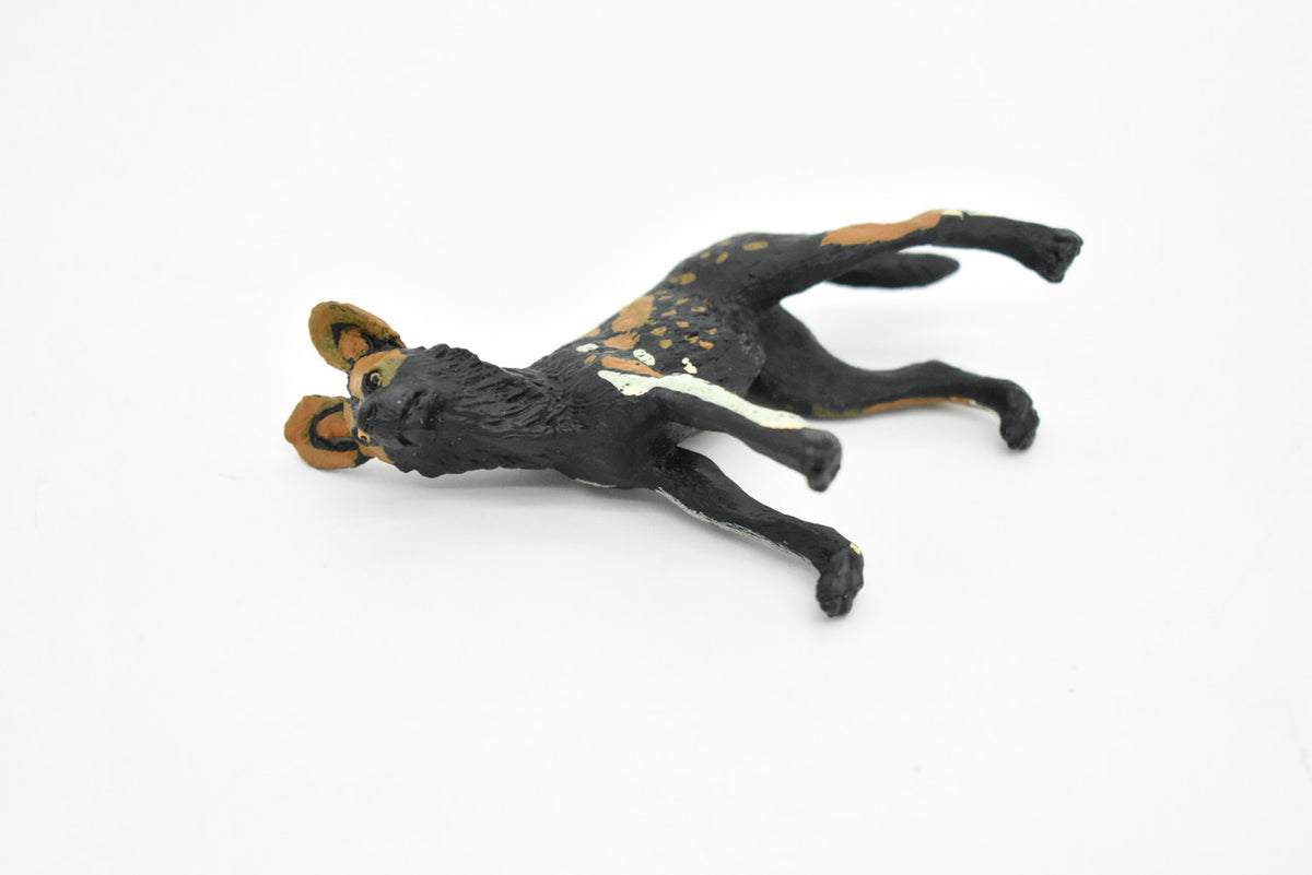 African Wild Dog, Painted Dog, Lycaon pictus, Museum Quality, Educational, Rubber Animal, Hand Painted, Realistic, Diorama Model, Toy, Kids, Gift,   4 Inches.    CH072 BB80