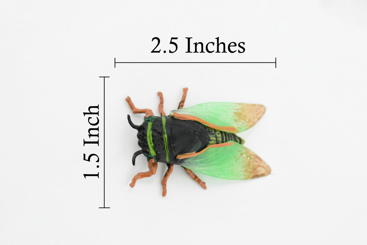 Cicada, Cicadoidea, Harvest fly, Museum Quality, Rubber Insect, Hand Painted, Realistic Toy Figure, Diorama Model, Kids, Educational, 2 1/2 Inches. 