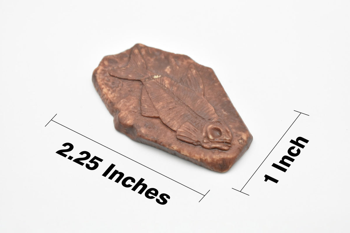 Fossil Fish, Skeleton, Diplomystus Fossil, Tan Color, Very Nice Plastic Reproduction   2 1/4"  F4102L B96