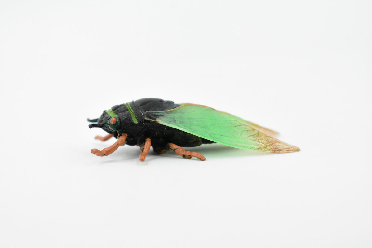 Cicada, Cicadoidea, Harvest fly, Museum Quality, Rubber Insect, Hand Painted, Realistic Toy Figure, Diorama Model, Kids, Educational, 2 1/2 Inches. 