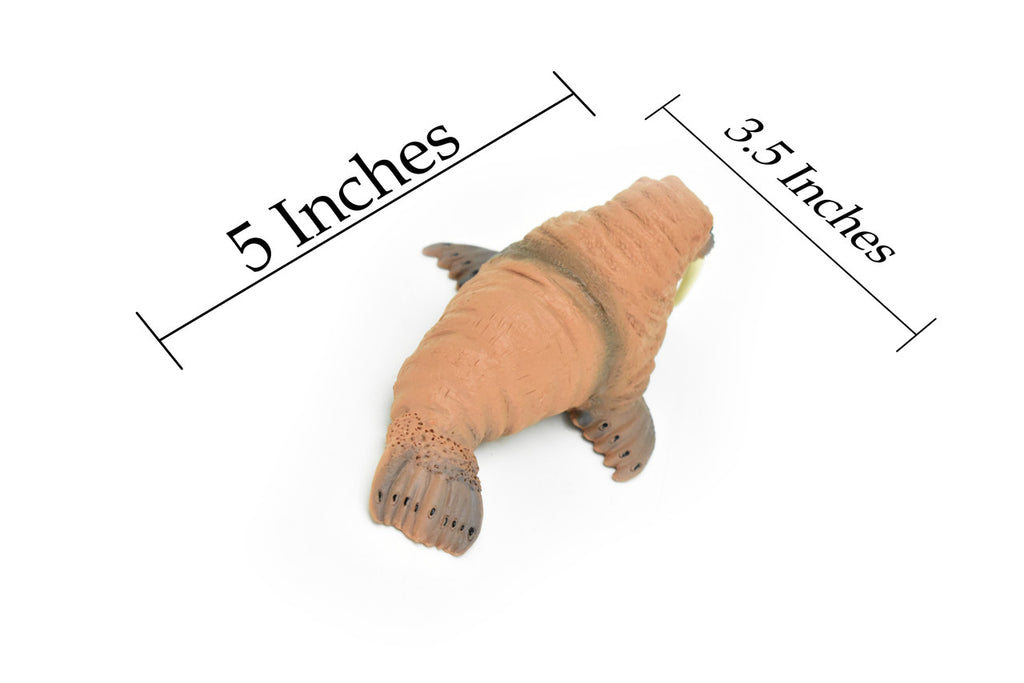 Walrus, Realistic Toy Hard Resin Model Replica, Kids Educational Gift   5"   OK05 B612