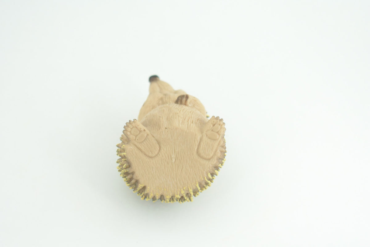 Hedgehog, Sitting, Museum Quality, Educational, Hand Painted, Very Nice Rubber Animal, Realistic, Diorama, Toy, Kids, Gift,   3 Inches.  CH972 BB212