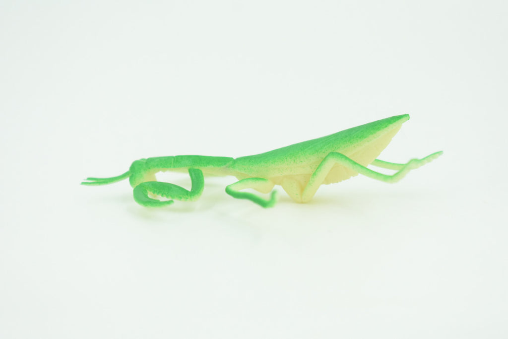 Praying Mantis, Very Nice Rubber Insect, Educational, Realistic Hand Painted, Figure, Lifelike Model, Figurine, Replica, Gift,     3"   US21 B44