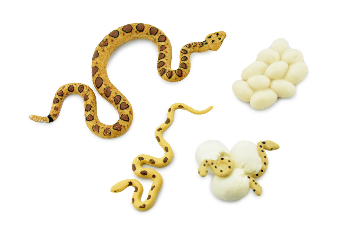 Snake, Life Cycle of a Rattle Snake, 3 Stages, Museum Quality, Hand Painted, Rubber Insect, Figure, Model, Realistic, Educational, Gift,       4 1/2"    CH489 BB150