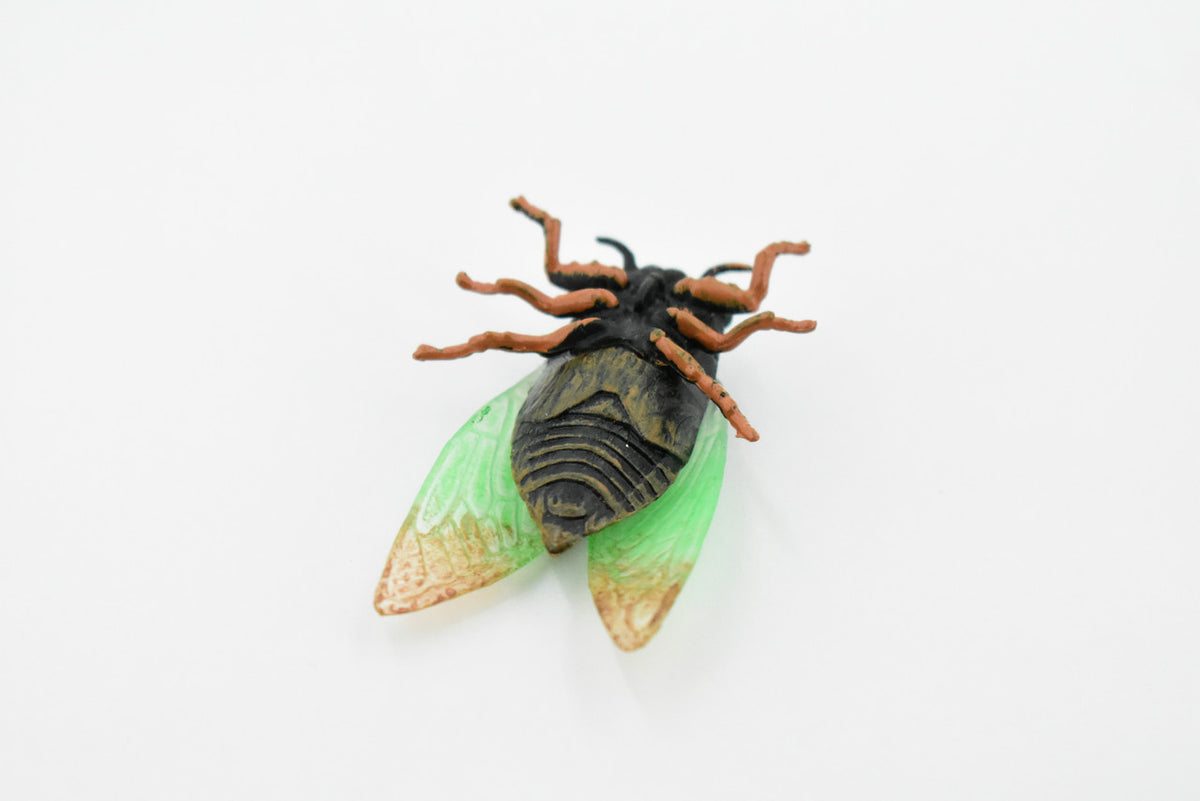 Cicada, Cicadoidea, Harvest fly, Museum Quality, Rubber Insect, Hand Painted, Realistic Toy Figure, Diorama Model, Kids, Educational, 2 1/2 Inches. 