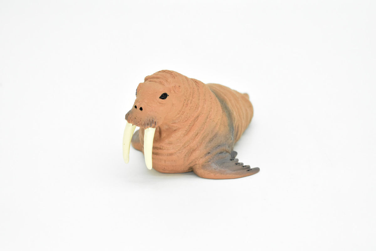 Walrus, Realistic Toy Hard Resin Model Replica, Kids Educational Gift   5"   OK05 B612