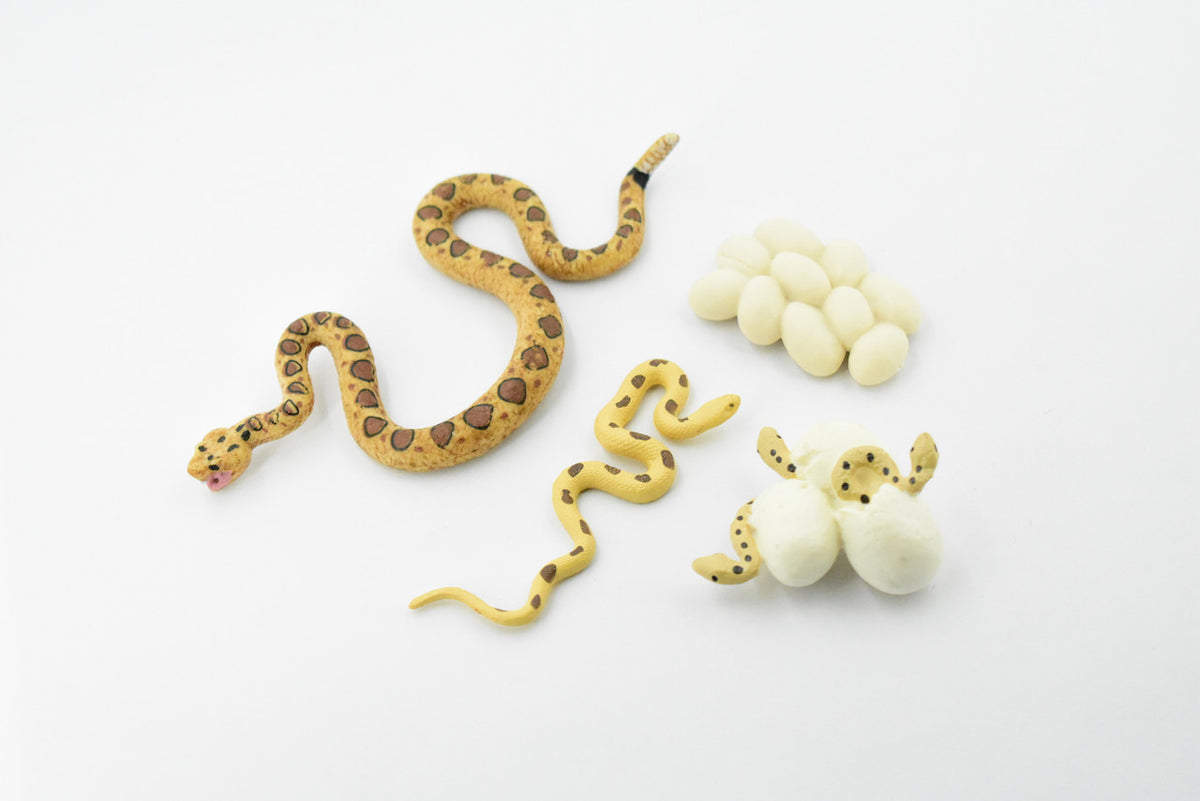 Snake, Life Cycle of a Rattle Snake, 3 Stages, Museum Quality, Hand Painted, Rubber Insect, Figure, Model, Realistic, Educational, Gift,       4 1/2"    CH489 BB150