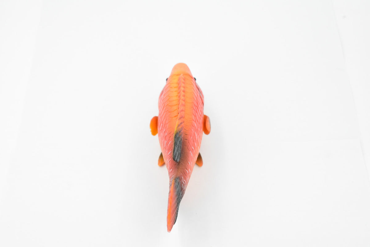 Fish, Red Humphead Wrasse, Museum Quality, Hand Painted, Rubber Fish, Realistic Toy Figure, Model, Replica, Kids, Educational, Gift,      7"     CH363 BB138