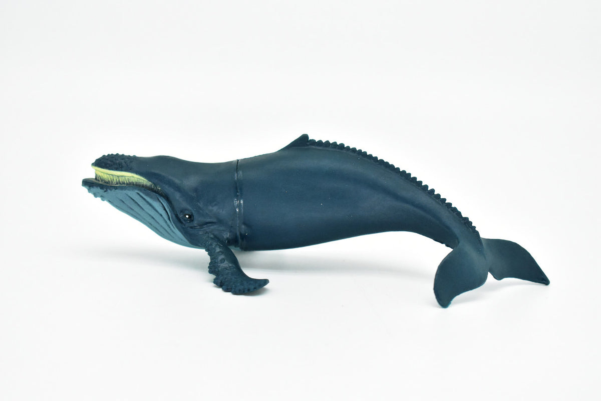 Humpback Whale, Megaptera novaeangliae, Hand Painted, Realistic, Soft Rubber, Saltwater, Educational,  Figure, Lifelike, Diorama Model, Toy,  6 Inches. 