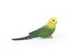 Parakeet, Budgerigar, (Budgies) Green, Museum Quality Plastic Reproduction, Hand Painted  3 1/2"   F4474 B206