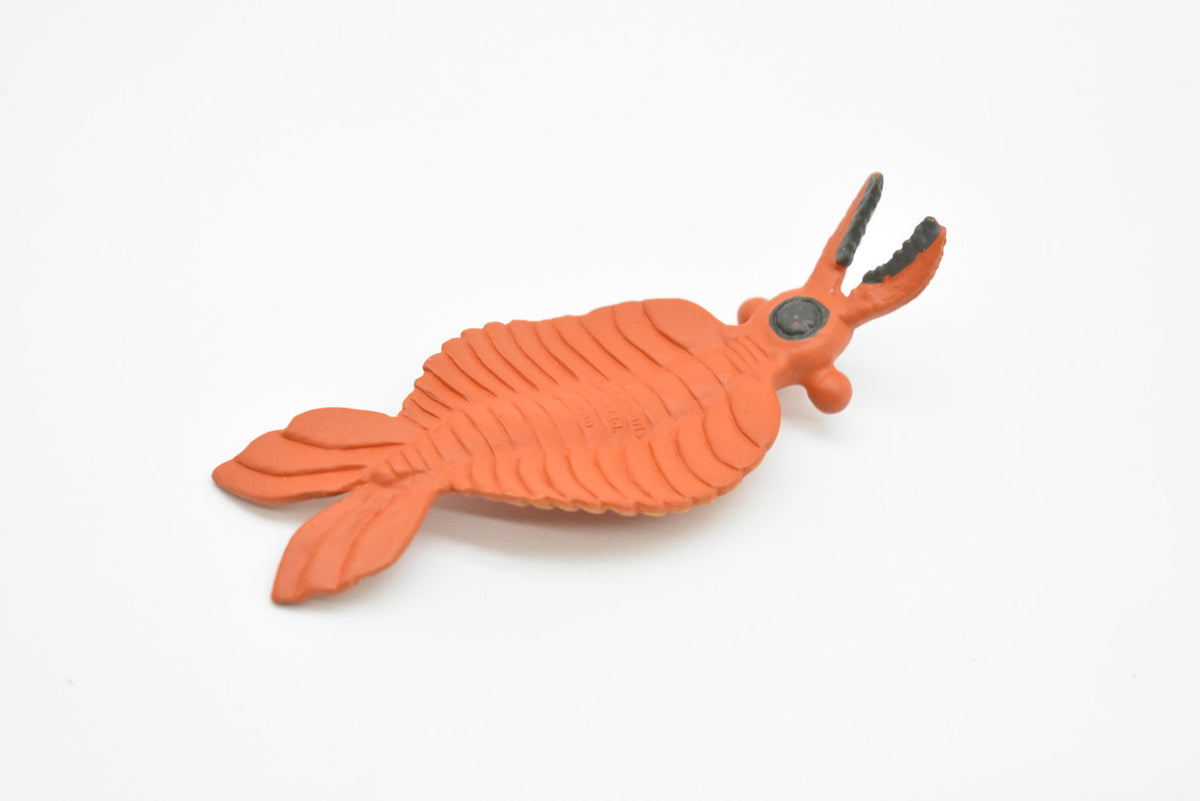 Anomalocaris, Cambrian Sea Animal, Very Nice Plastic Replica      4  inches long - F3471 B352