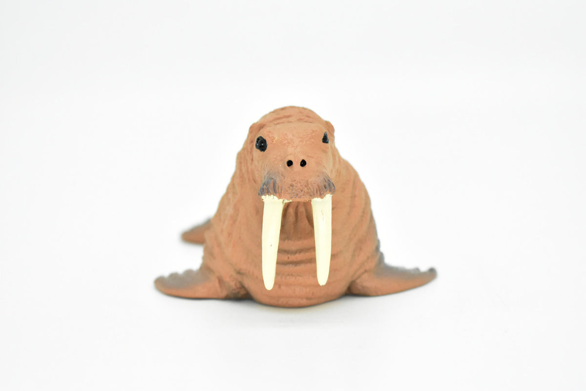 Walrus, Realistic Toy Hard Resin Model Replica, Kids Educational Gift   5"   OK05 B612
