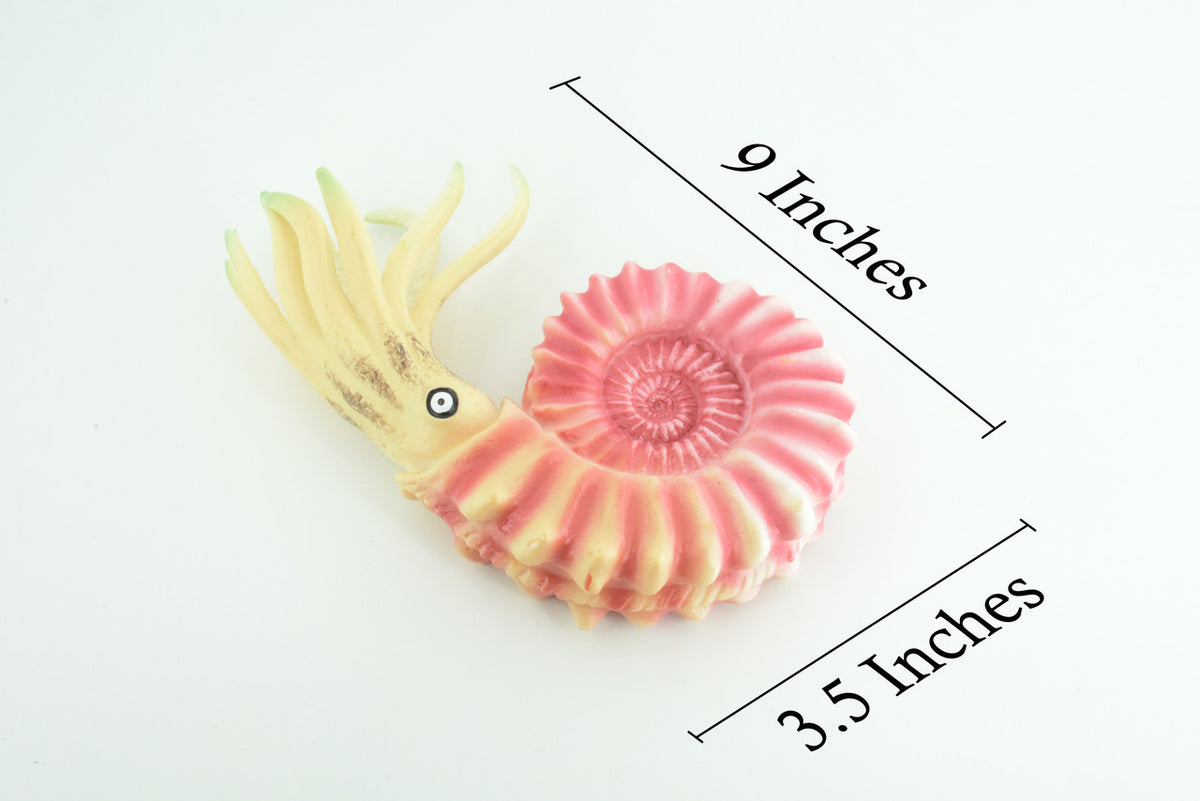 Ammonite, Prehistoric Marine Animal, Ocean Fossil, Museum Quality, Rubber, Hand Painted, Realistic Toy Figure, Diorama Model, Kids, Educational, Gift, 6 Inches. CH1049 BB220