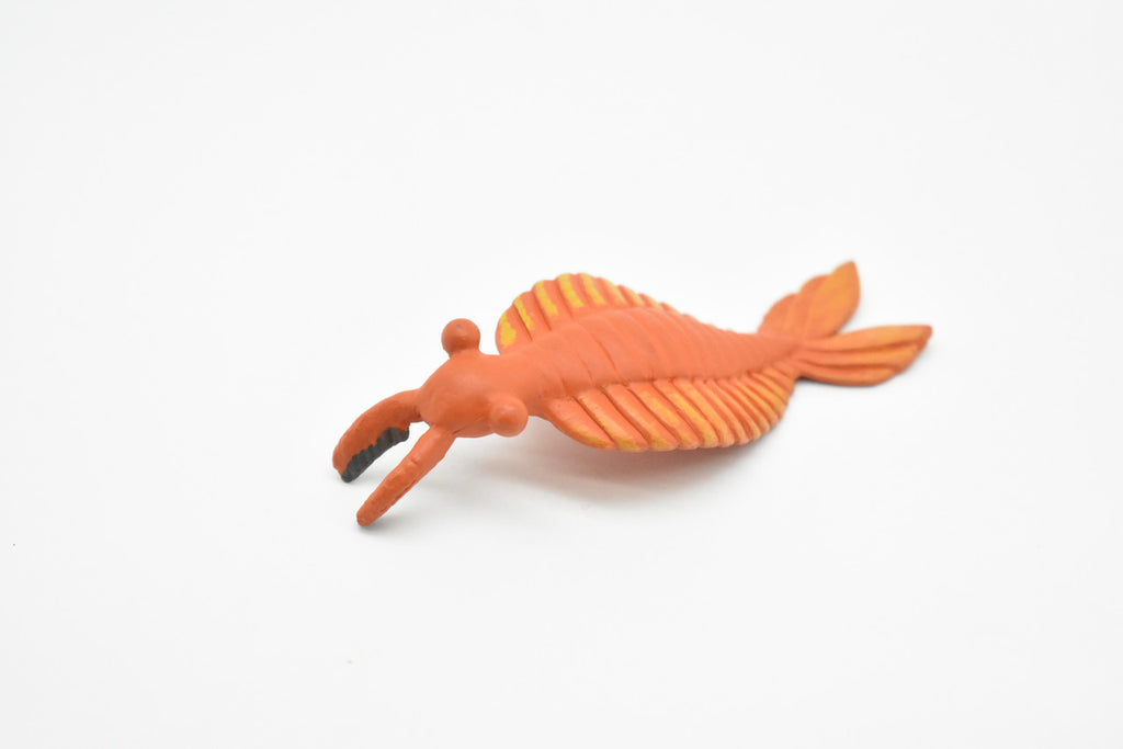 Anomalocaris, Cambrian Sea Animal, Very Nice Plastic Replica      4  inches long - F3471 B352