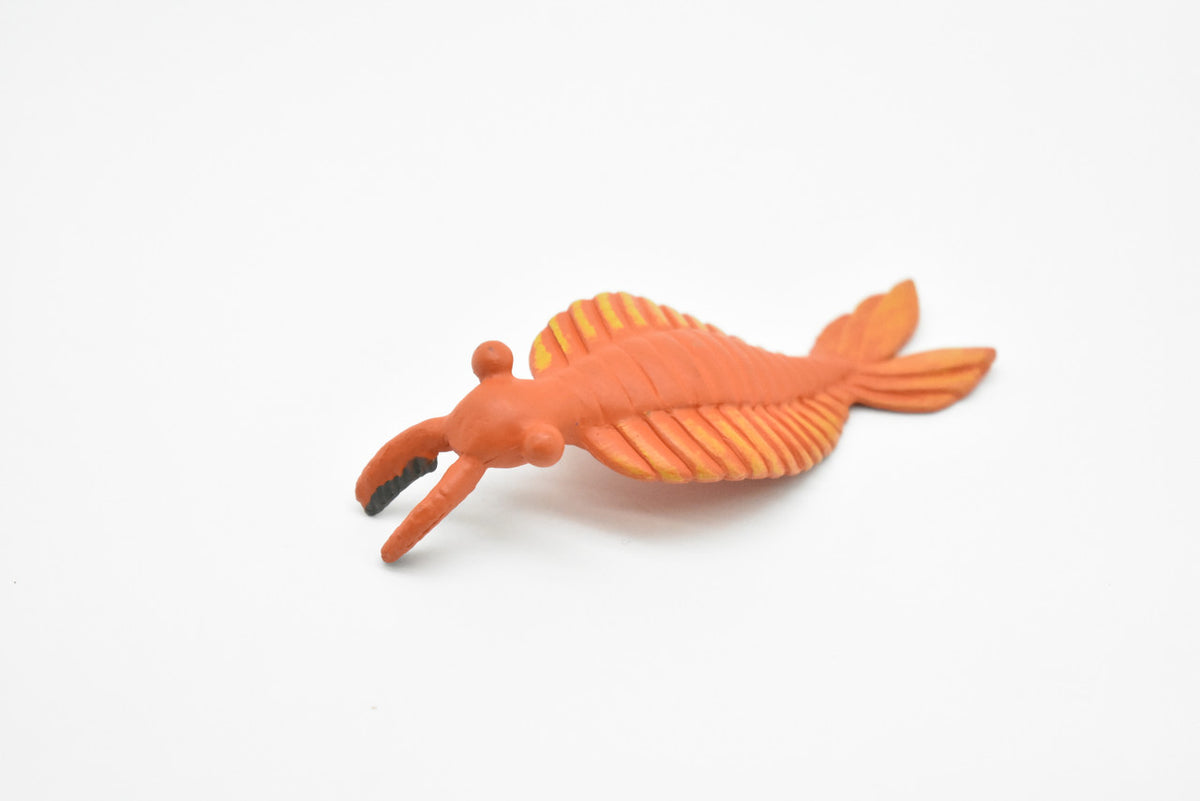Anomalocaris, Cambrian Sea Animal, Very Nice Plastic Replica      4  inches long - F3471 B352