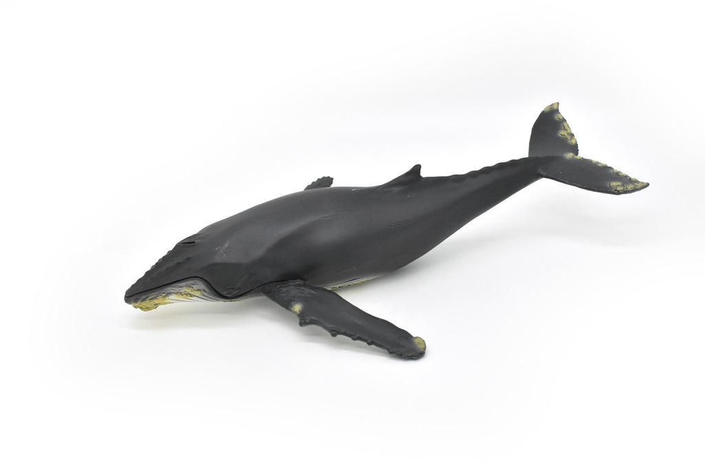 Humpback Whale,  Museum Quality Plastic Replica   12 1/2"   M031-B635