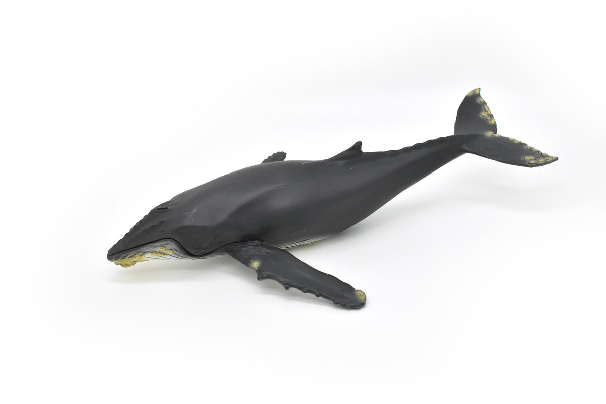 Humpback Whale,  Museum Quality Plastic Replica   12 1/2"   M031-B635