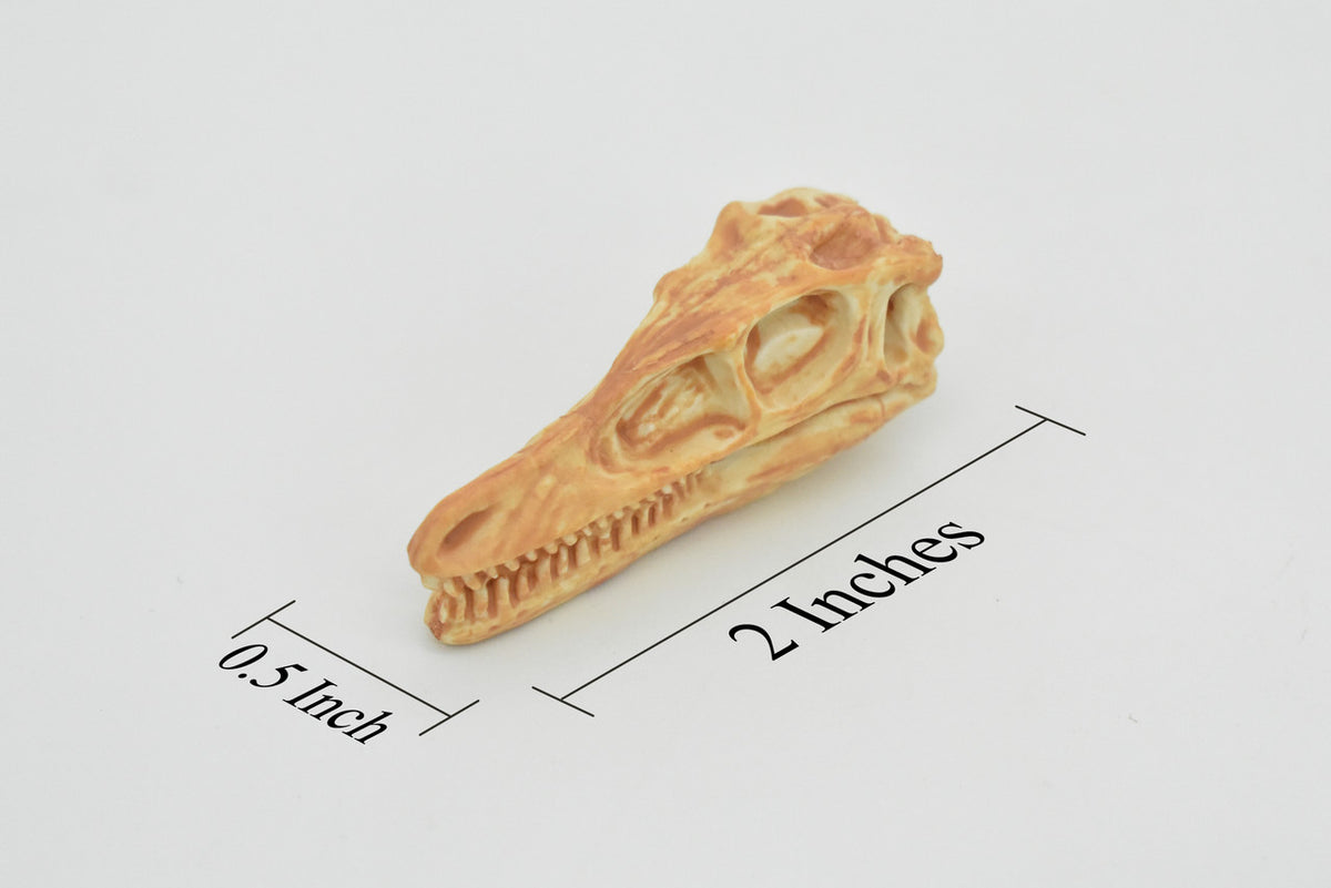 Velociraptor, Dinosaur Skull Fossil, Cretaceous period, Very Realistic, Hard Rubber, Educational, Figure, Diorama Model, Prehistoric, Bones, Toy, 2 Inches 
