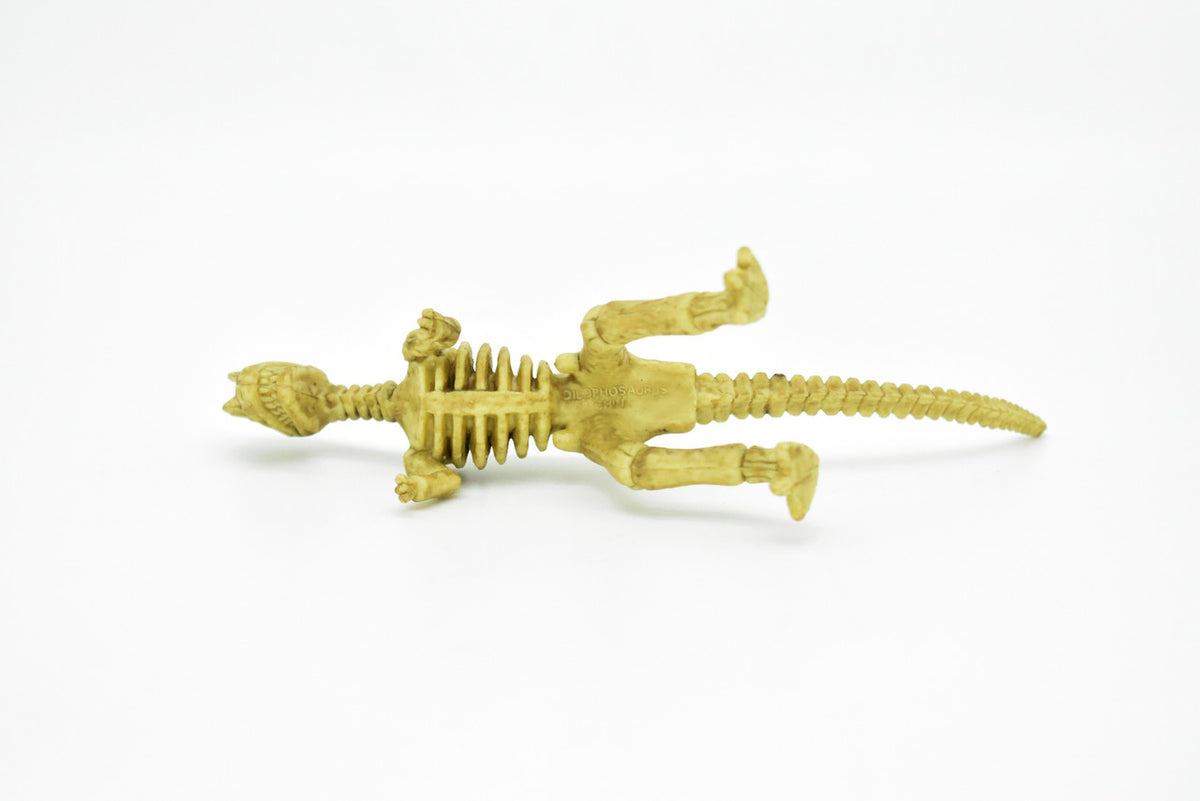 Dilophosaurus Dinosaur, Skeleton, Plastic Replica   6"  -   F3294 B66