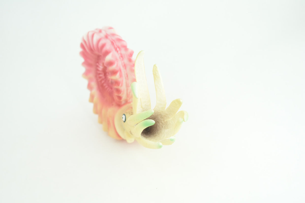 Ammonite, Prehistoric Marine Animal, Ocean Fossil, Museum Quality, Rubber, Hand Painted, Realistic Toy Figure, Diorama Model, Kids, Educational, Gift,   6 Inches.   CH1049 BB220