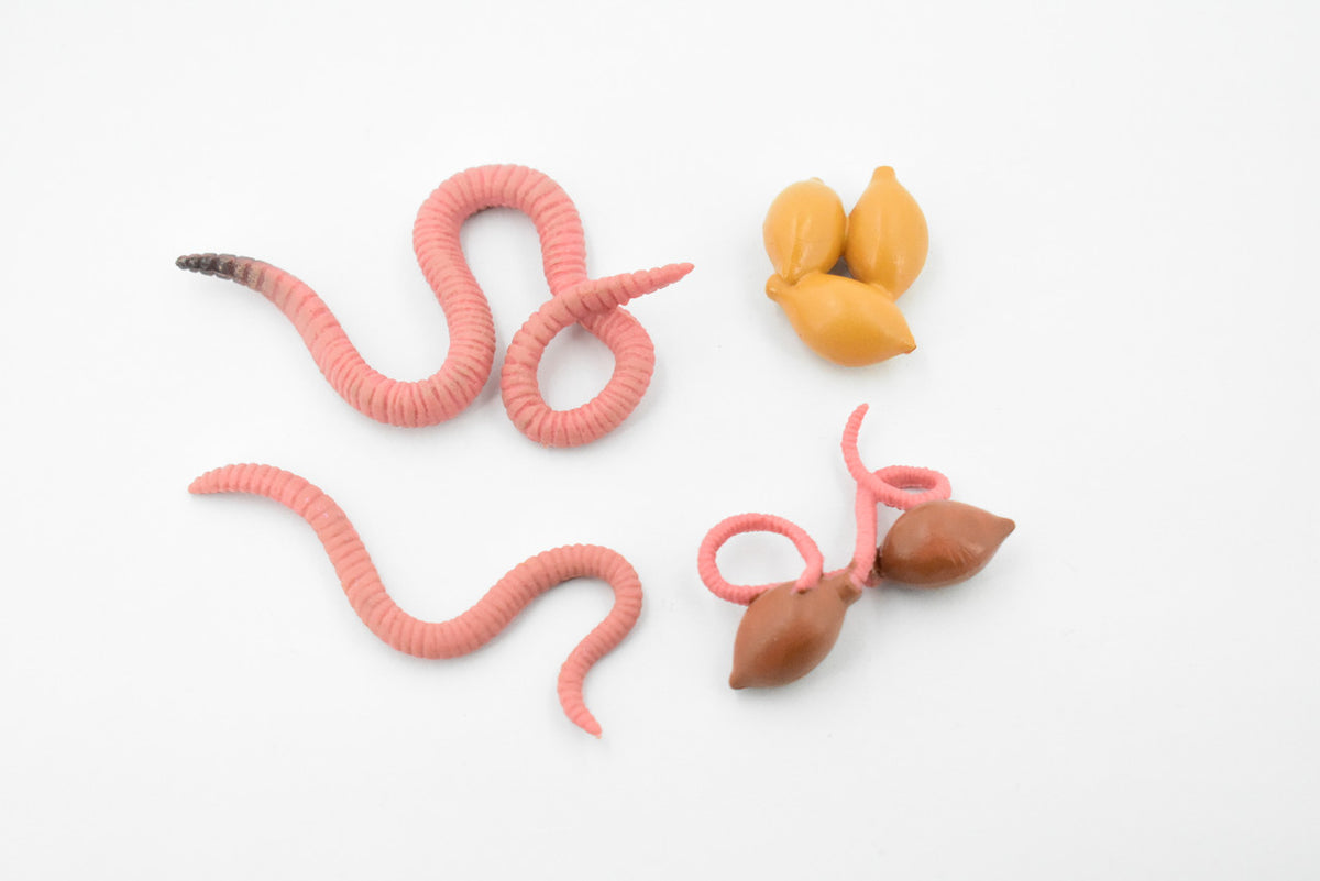 Life Cycle of a Earthworm, Worm, 4 Stages, Museum Quality, Educational, Hand Painted, Rubber Insect, Diorama Model, Kids, Toys,  3 Inches.