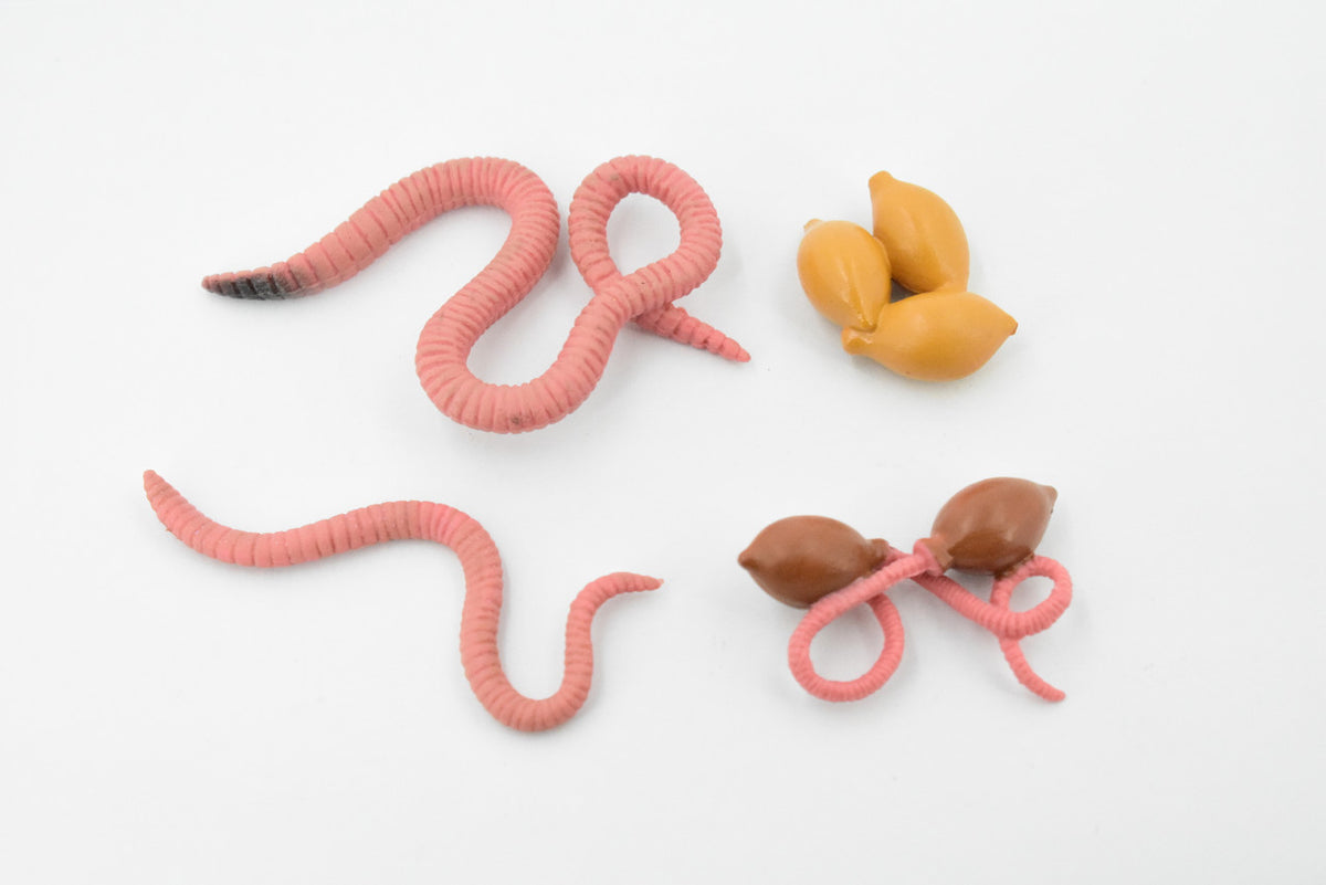 Life Cycle of a Earthworm, Worm, 4 Stages, Museum Quality, Educational, Hand Painted, Rubber Insect, Diorama Model, Kids, Toys,  3 Inches.