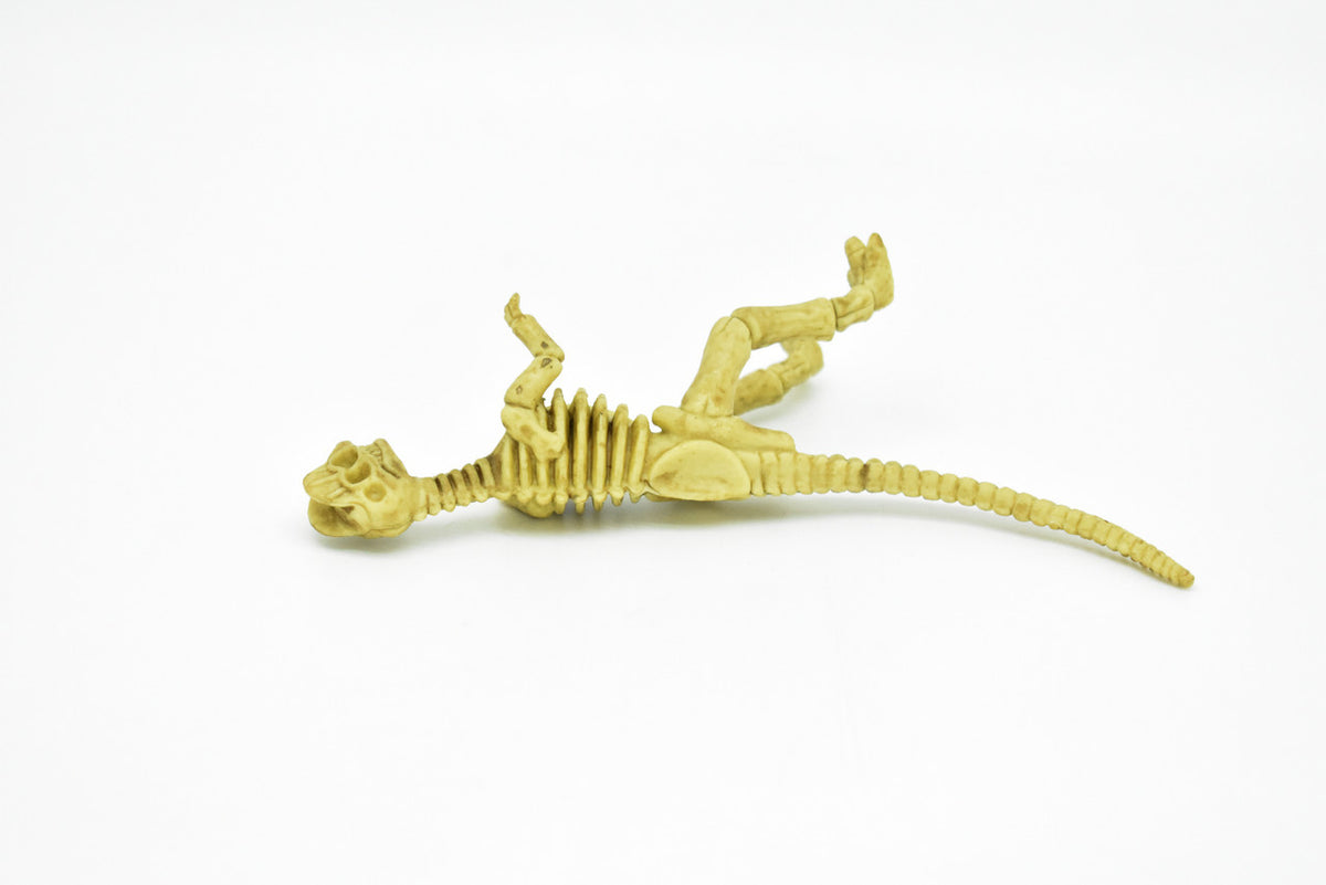 Dilophosaurus Dinosaur, Skeleton, Plastic Replica   6"  -   F3294 B66