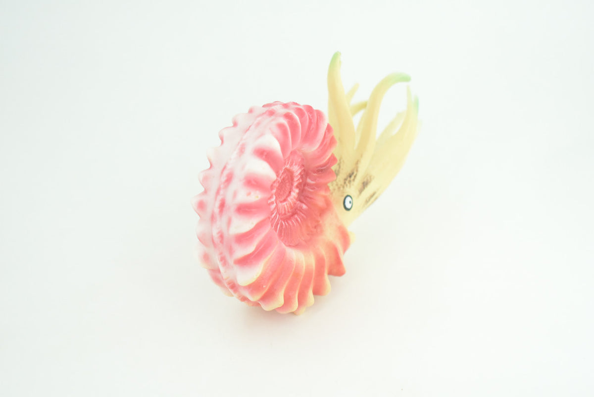 Ammonite, Prehistoric Marine Animal, Ocean Fossil, Museum Quality, Rubber, Hand Painted, Realistic Toy Figure, Diorama Model, Kids, Educational, Gift,   6 Inches.   CH1049 BB220